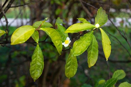 Planta de chá, camélia, camellia sinensis