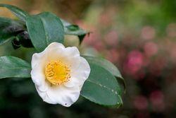 Planta del té, Camellia sinensis, camelia del té