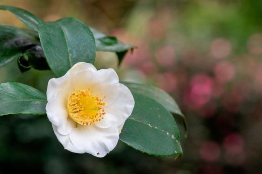 Usine de thé, Camellia sinensis, thé camélia