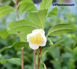 Planta del té, Camellia sinensis, camelia del té
