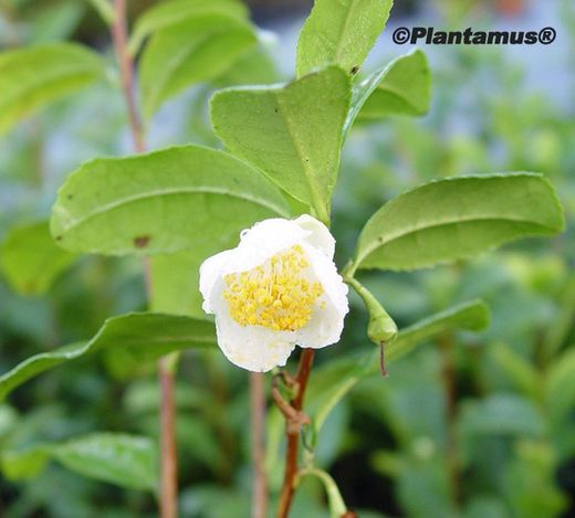 Planta del té, Camellia sinensis, camelia del té