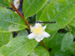 Planta del té, Camellia sinensis, camelia del té