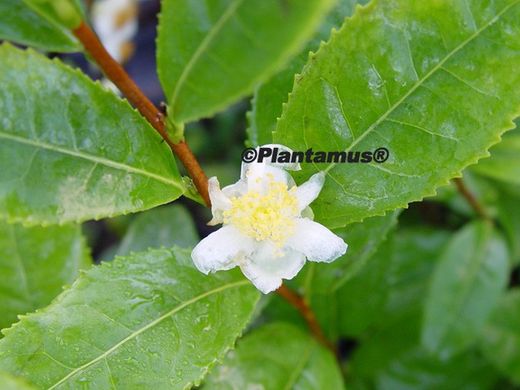 Planta del té, Camellia sinensis, camelia del té