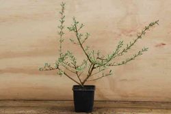 Planta espejo, Coprosma x kirkii variegata