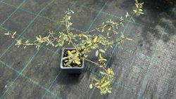Planta espejo, Coprosma x kirkii variegata