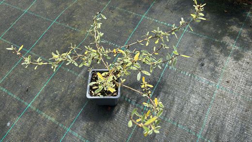 Planta espejo, Coprosma x kirkii variegata