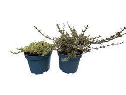 Planta espejo, Coprosma x kirkii variegata