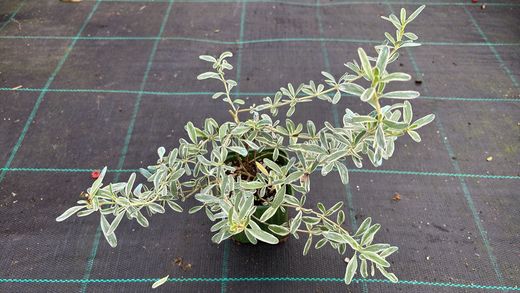 Planta espejo, Coprosma x kirkii variegata