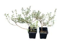 Planta espejo, Coprosma x kirkii variegata