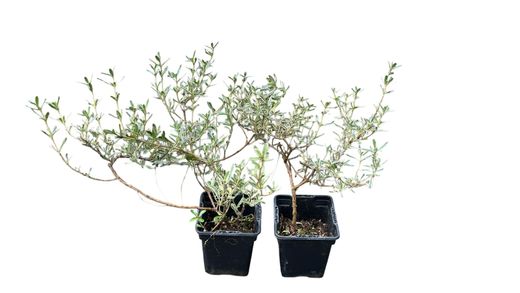 Planta espejo, Coprosma x kirkii variegata