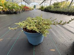 Planta espejo, Coprosma x kirkii variegata