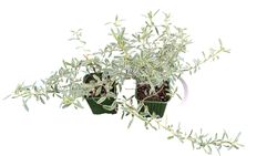 Planta espejo, Coprosma x kirkii variegata