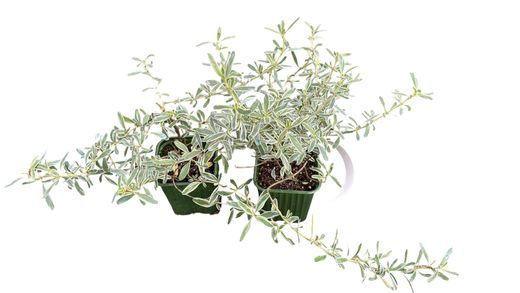 Planta espejo, Coprosma x kirkii variegata