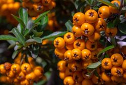 Pyracantha coccinea "Orange charmer"