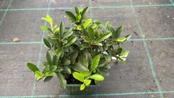 Pyracantha coccinea "Orange charmer"