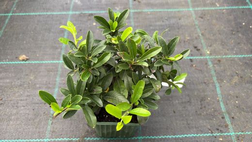 Pyracantha coccinea "Orange charmer"