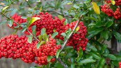 Pyracantha coccinea "Red Column" - Espino de fuego rojo