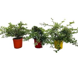 Pyracantha coccinea "Red Column" - Espino de fuego rojo