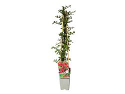 Pyracantha coccinea "Red Column" - Espino de fuego rojo