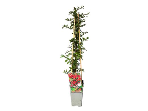 Pyracantha coccinea "Red Column" - Espino de fuego rojo