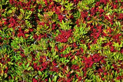 Pyracantha coccinea "Red Column" - Espino de fuego rojo