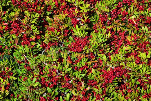 Pyracantha coccinea "Red Column" - Espino de fuego rojo