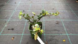 Pyracantha coccinea "Red cushion"