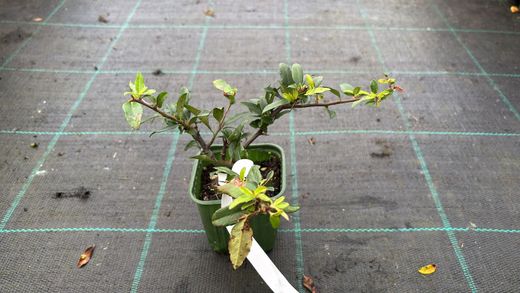 Pyracantha coccinea "Red cushion"