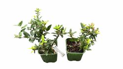 Pyracantha coccinea "Red cushion"