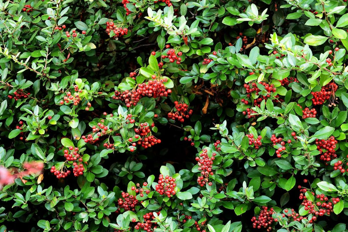 Pyracantha coccinea "Red cushion"