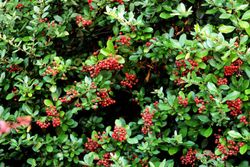 Pyracantha coccinea "Red cushion"
