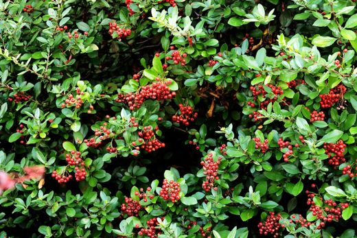 Pyracantha coccinea "Red cushion"