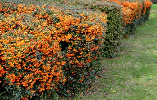Pyracantha Orange Glow - Buisson ardent orange