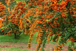 Pyracantha Orange Glow - Buisson ardent orange