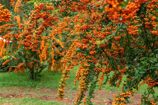 Pyracantha Orange Glow - Espino de fuego naranja
