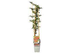 Pyracantha Orange Glow - Buisson ardent orange