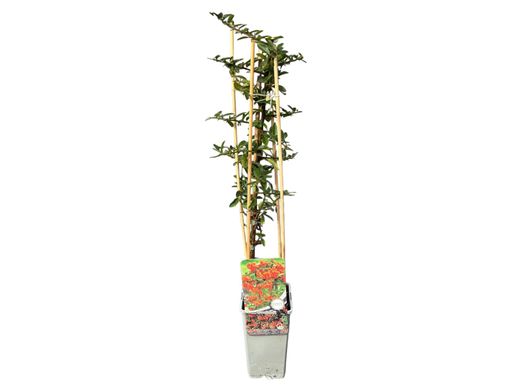 Pyracantha Orange Glow - Buisson ardent orange