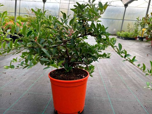Pyracantha Orange Glow - Buisson ardent orange