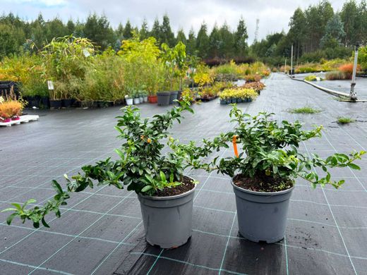 Pyracantha Saphyr Orange – Espinheiro de fogo laranja