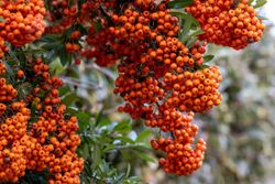 Pyracantha Saphyr Orange – Espinheiro de fogo laranja