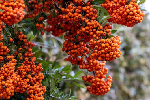 Pyracantha Saphyr Orange – Espinheiro de fogo laranja