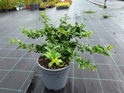 Pyracantha Saphyr Orange – Espinheiro de fogo laranja