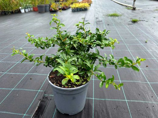 Pyracantha Saphyr Orange – Espinheiro de fogo laranja
