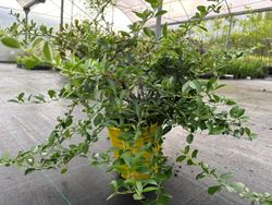 Pyracantha Soleil d'or - Espinho de fogo amarelo