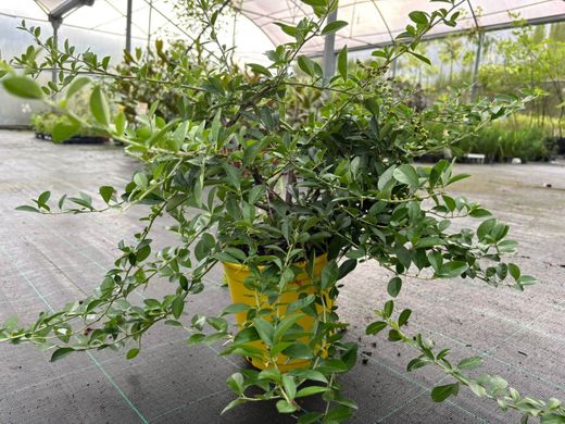 Pyracantha Soleil d'or - Espinho de fogo amarelo