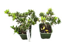 Pyracantha Soleil d'or - Espinho de fogo amarelo