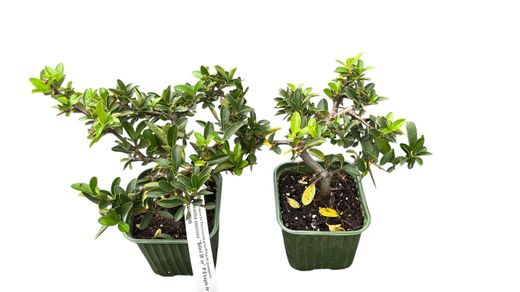 Pyracantha Soleil d'or - Espinho de fogo amarelo