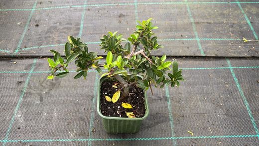 Pyracantha Soleil d'or - Espinho de fogo amarelo