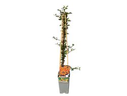 Pyracantha Soleil d'or - Espinho de fogo amarelo