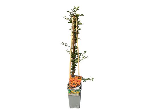 Pyracantha Soleil d'or - Espinho de fogo amarelo